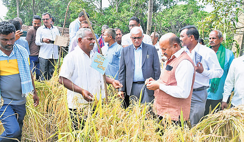 Professors from Dharwad University and agriculture officials at Langati’s paddy field at Gundenatti in Belagavi district