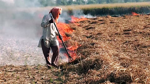 In this image from Sep 26, 2025, a man is seen burning stubble in a field at Pandher village in Amritsar. 