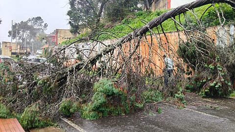 A tree falls on the road near Military College in Coonoor in Nilgiris.