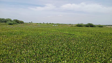 Farmers in Vedaranyam have called for the removal of water hyacinth impeding flow in River Mulliyar.