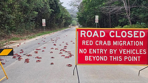 In this image supplied by Parks Australia, red crabs cross a road during their annual migration on Christmas Island, Australia, in October 2025. 