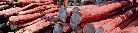 Unshackle India’s sandalwood industry;  bureaucratic hurdles choking it, says govt report