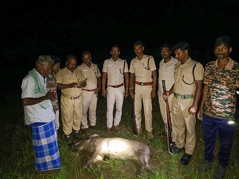 Under the supervision of Srivilliputhur Range Officer Chellamani, forest officials kept vigil through Thursday night and successfully shot the boar at around 3.15 am on Friday. 
