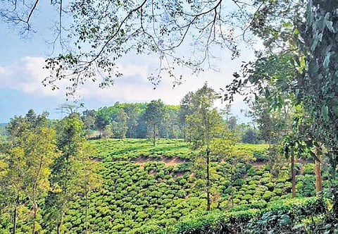The State Government on Thursday sought an explanation from KSTDC for posting an advertisement on its X handle promoting Wayanad in Kerala as a tourist destination. 