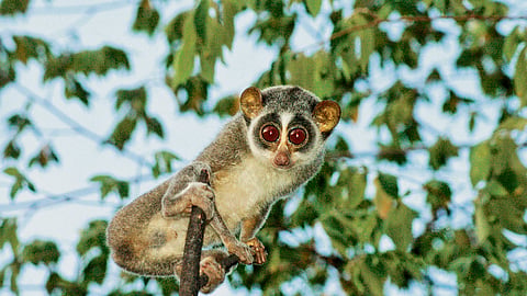 When the forest stares back