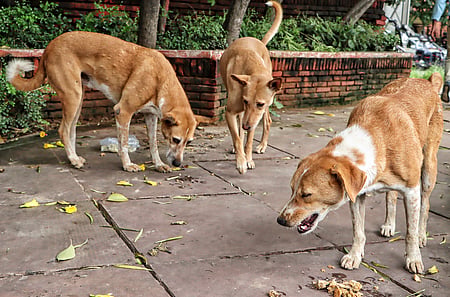 Seven kids accused of strangling dogs to death in TN’s Madurai, probe on