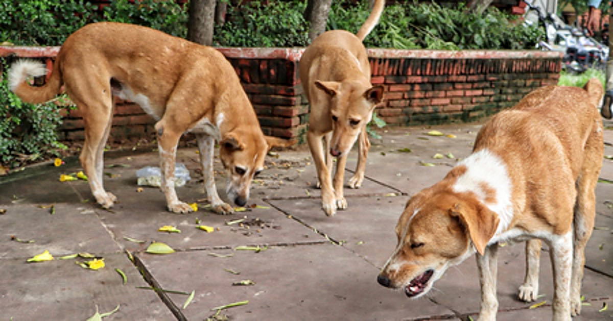 News 10 Seven kids accused of strangling dogs to death in TN’s Madurai, probe on