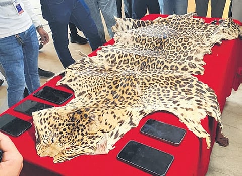 The leopard hide seized from the accused 