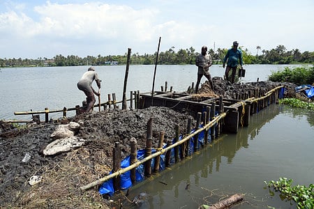 Prawn farmers get the paddy fields ready before releasing the baby prawns.