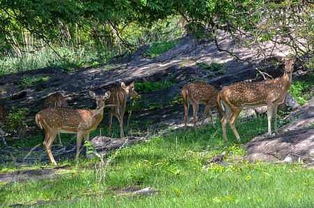 In-charge divisional forest officer (DFO), Athagarh division Chichilichi Biswal said soon after the purported video went viral