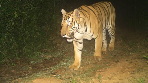 NSTR- Tigers. 