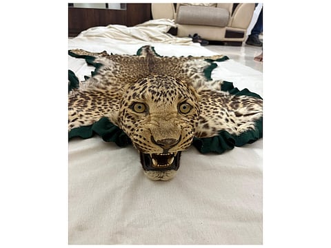 Police recovered a jute bag containing a full-size leopard skin 