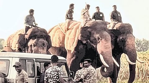 Elephants that were brought in on Friday to help with the tiger search 