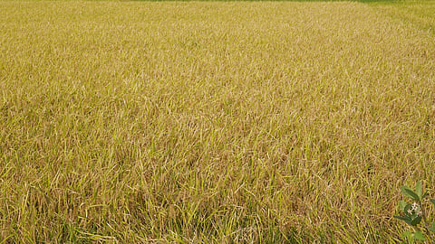 In Madurai, 6,524 hectares of Samba paddy have been reconciled, with 410 hectares insured this year, up from 70 hectares last year.