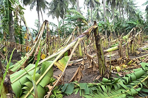 Cyclone Montha crossed the coast near Kakinada on the night of October 28, bringing heavy rainfall and winds reaching 100 kmph, resulting in widespread destruction. 
