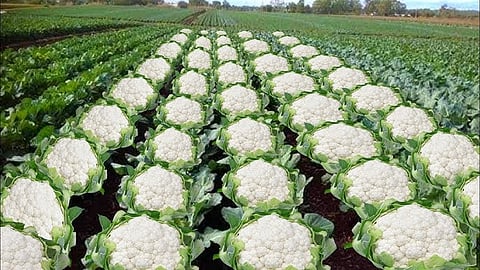 a section of netizens linked it to the “cauliflower burial case” during the Bhagalpur riots, in which over 1,000 people were killed and an estimated 50,000 others displaced. 