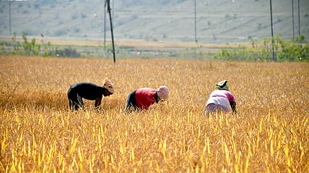 Farmers to shut down Sambalpur on December 19 over token ‘crisis’