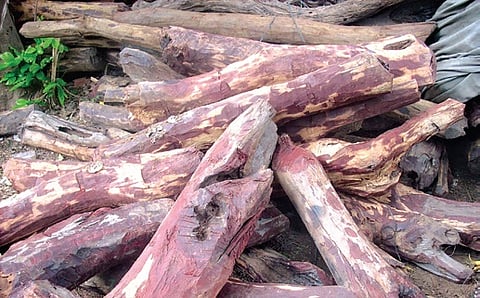 The police have increasingly used the Preventive Detention (PD) Act against major red sanders smugglers who are habitual offenders.