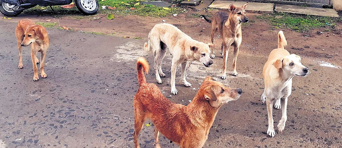 Stray dog deaths in Telangana: Police probe stalls as villagers resist, citing livestock attacks