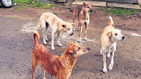 Official estimates place the stray dog population across 123 ULBs at around 5.15 lakh.