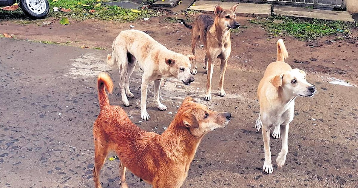 News 18 Stray dog deaths in Telangana: Police probe stalls as villagers resist, citing livestock attacks