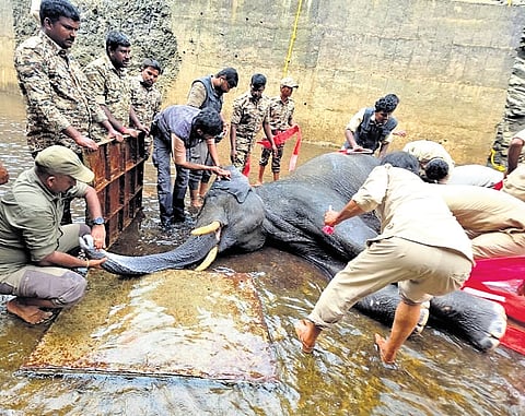 After high water levels foiled attempts to drive the elephant out through the canal gate using firecrackers, officials opted for an tranquillizer-assisted rescue 