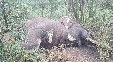 File picture of a wild elephant that was found dead at the Boluvampatti block II reserve forest of Poondi south forest beat on October 10. 