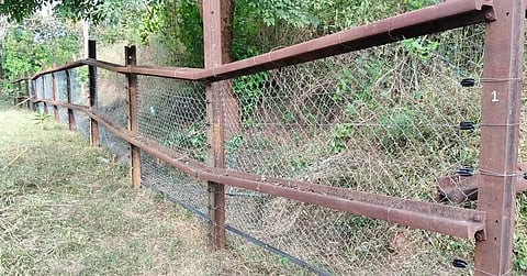 While the project is in its early stages, authorities are hopeful that the mesh fence will act as a strong physical deterrent, preventing animals from coming into contact with people and livestock. 