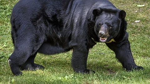 Image of a bear used for representational purposes only.