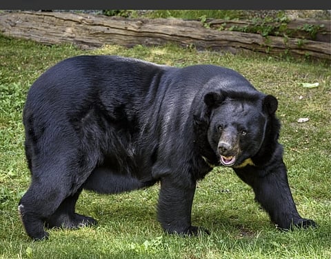 Wildlife experts suggest that without the "trigger" of heavy snow, bears remain active in search of food. (Photo | Special arrangement)