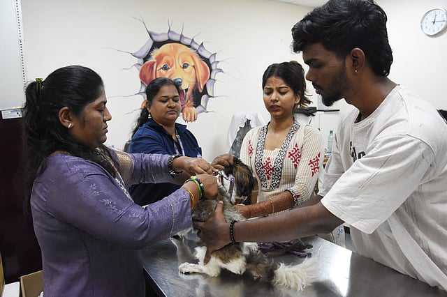 GCC extends deadline for microchipping, but ordeals continue