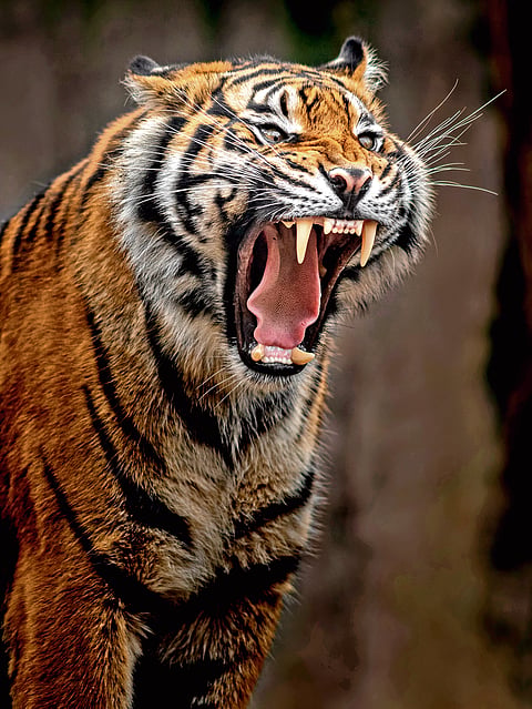 Are tigers trying to reclaim their territory in Karnataka?