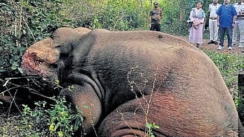 The concern of the forest officials stems from past incident in which a five-year-old female elephant, undergoing kunki training in the division, died of herpes virus infection in August last year.