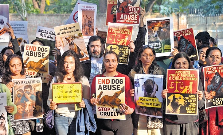 Stray dogs removed from Delhi public spaces, but fate remains unclear amid shelter shortage
