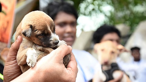 According to veterinarians in the city, every year, the number of heat-related illnesses among pets and stray animals rises sharply as temperatures climb.
