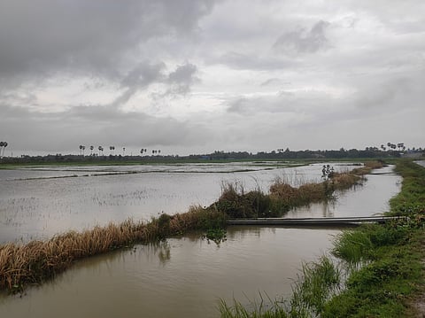 Paddy field in Nagapattinam inundated due to widespread rains.