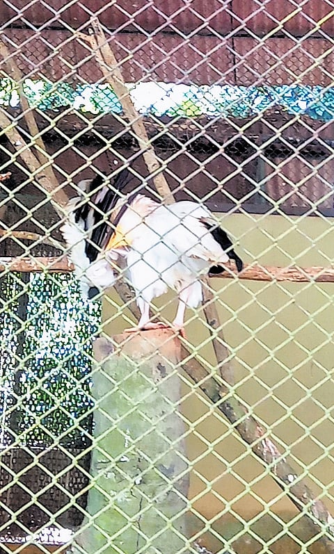 A lonely bird in a cage at the Pilikula Biological Park 