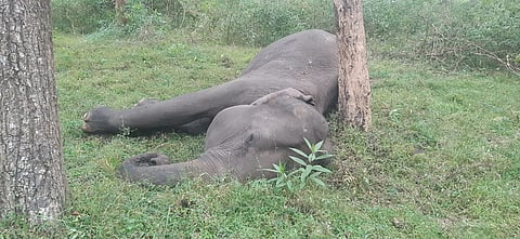 Sources said field staff on patrol found the carcass in the Avarahalla Reserve Forest area and immediately alerted Masinagudi Forest Range Officer V Rajan.