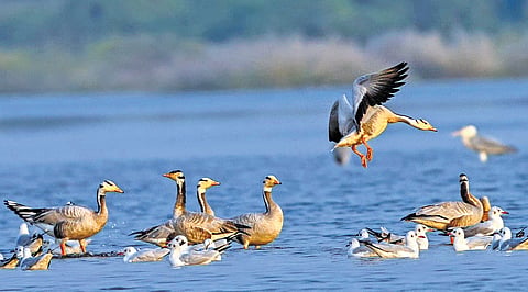 Migratory birds at Manair River, Pottur in Rajanna-Sircilla district.