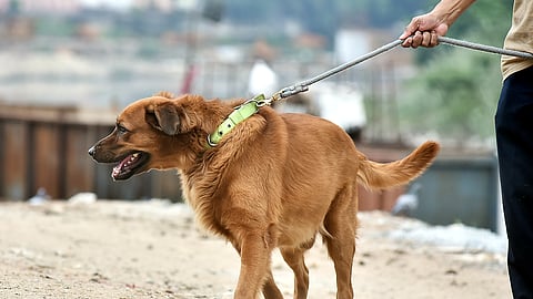 Kerala is racing to finalise a comprehensive stray dog management action plan before the August 7 deadline for submission to the High Court. 