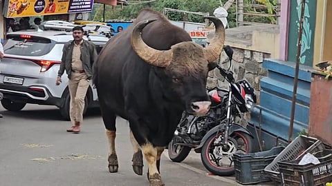 Gaurs roaming freely on the streets of the town 