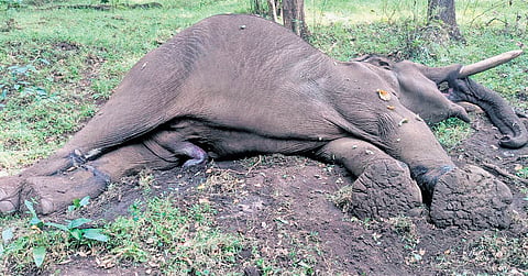 The jumbo was found dead at Manthirimattam on Wednesday afternoon 