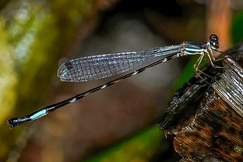 Entomologists say the presence of  the recently recorded Kodagu Shadowdamsel is an indicator of a healthy environment and low pollution levels as it needs the best of environments to breed. 