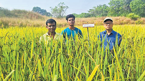 The very conviction to revive and popularise organic and natural farming has earned a distinct identity for the tribal farmer Surath Kisan (51) of Dharuadihi village under Ledimand panchayat of Sundargarh district. 