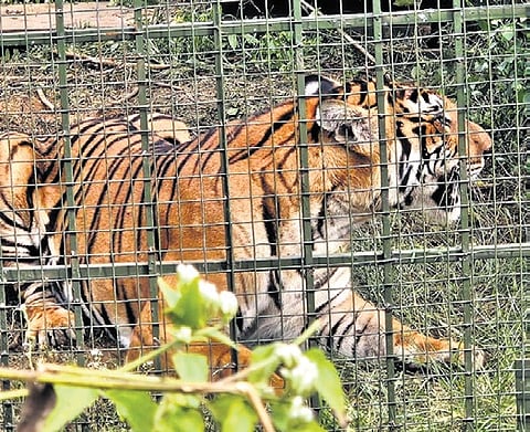 The three-year-old tiger entered the cage in which a cow was kept as bait in the wee hours of Saturday 