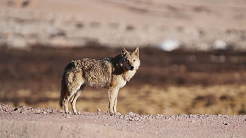 Image of a wolf used for representational purposes only. 