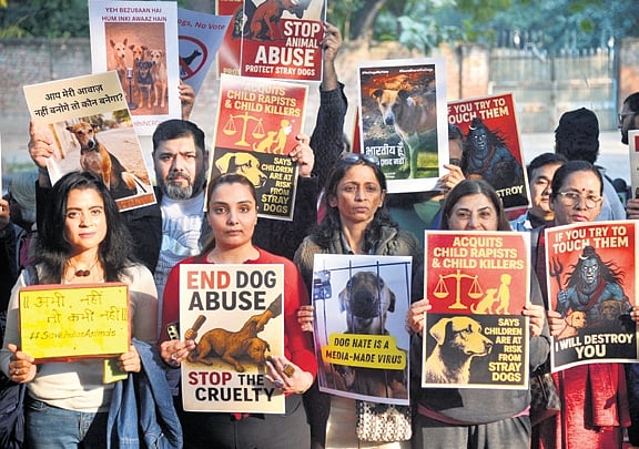Animal lovers spam Supreme Court with letter petitions, urge rollback of stray dog removal order
