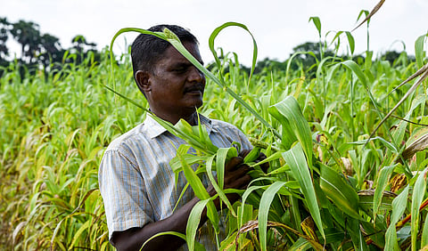 Maize is a short-term crop ensuring good returns within a brief period, and is particularly suitable for fields with limited irrigation sources.
