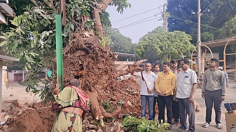 The Berhampur Sabuja Bahini members tending to a translocated tree 