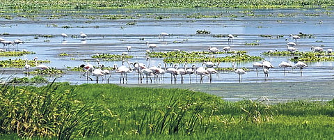 Identification of digital boundary of the wetland is yet to be conducted.